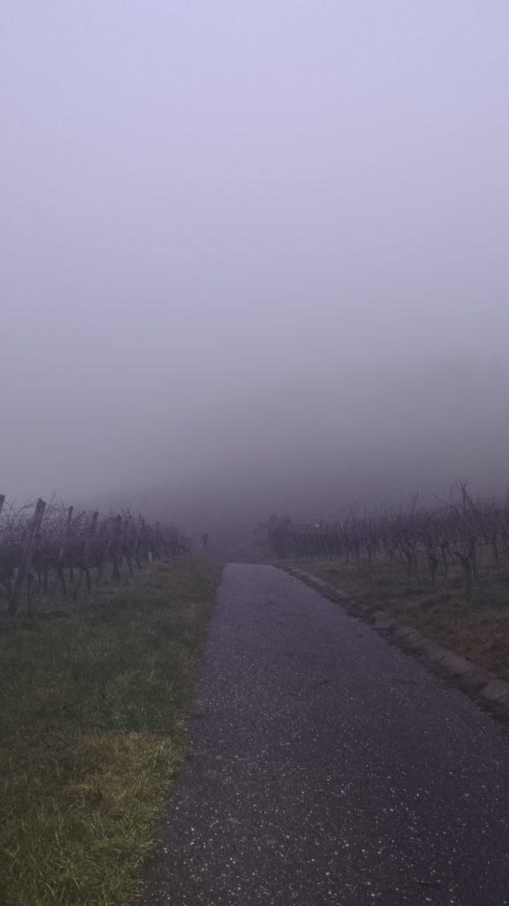 Nebel im Weinberg.