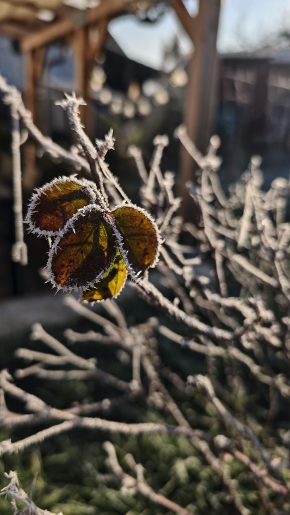 Ein Rosenstrauch im Winter, überzogen von Frost.
