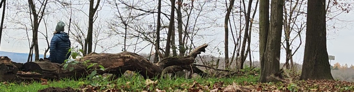 Woche 3 meiner Mikroabenteuer-Challenge | Nordlichter und wilde Begegnungen