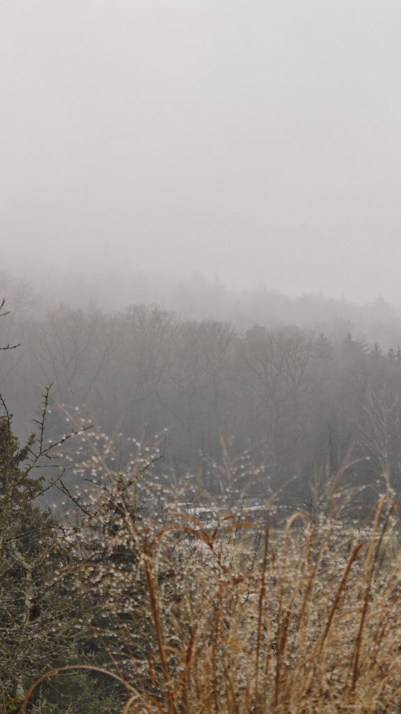 Ein Blick auf einen nebligen Wald.
