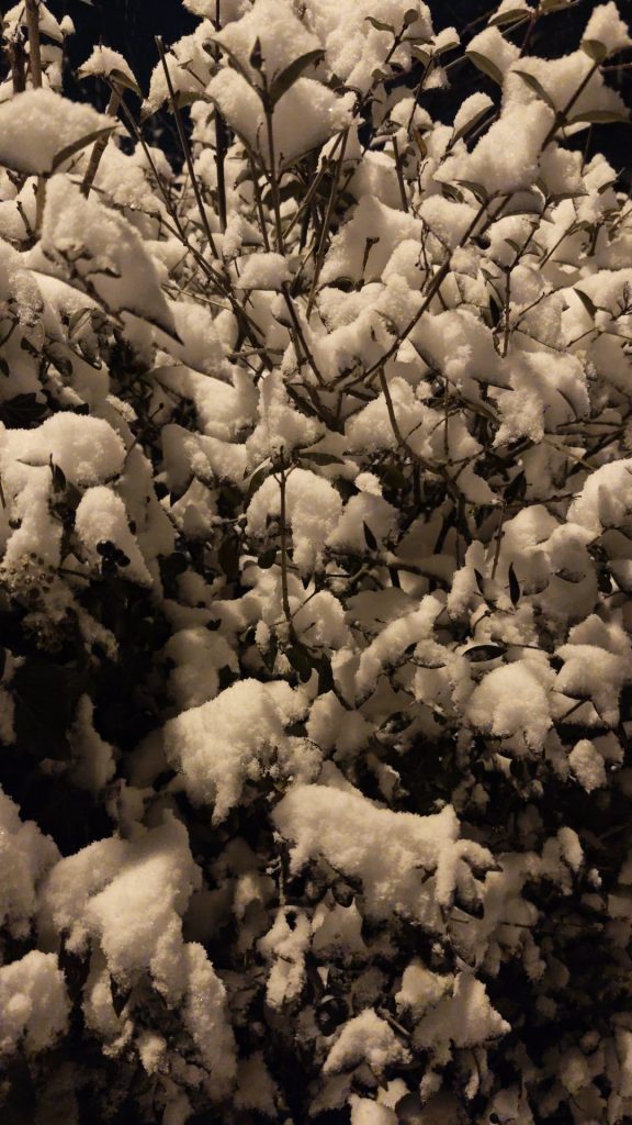 Eine Hecke mit sehr viel Schnee darauf.
