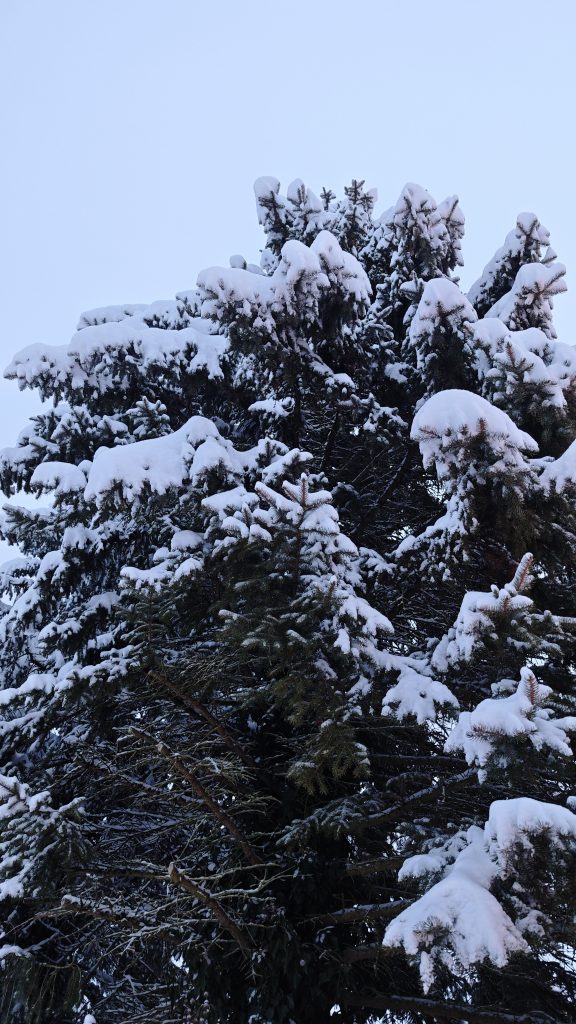Ein Nadelbaum mit sehr viel Schnee darauf.