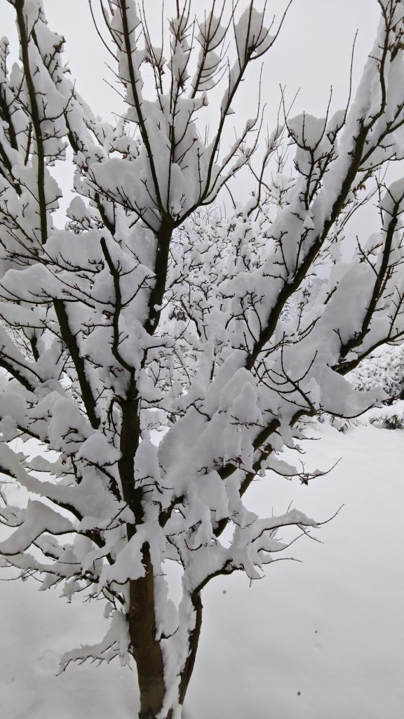 Ein Baum mit sehr viel Schnee darauf.