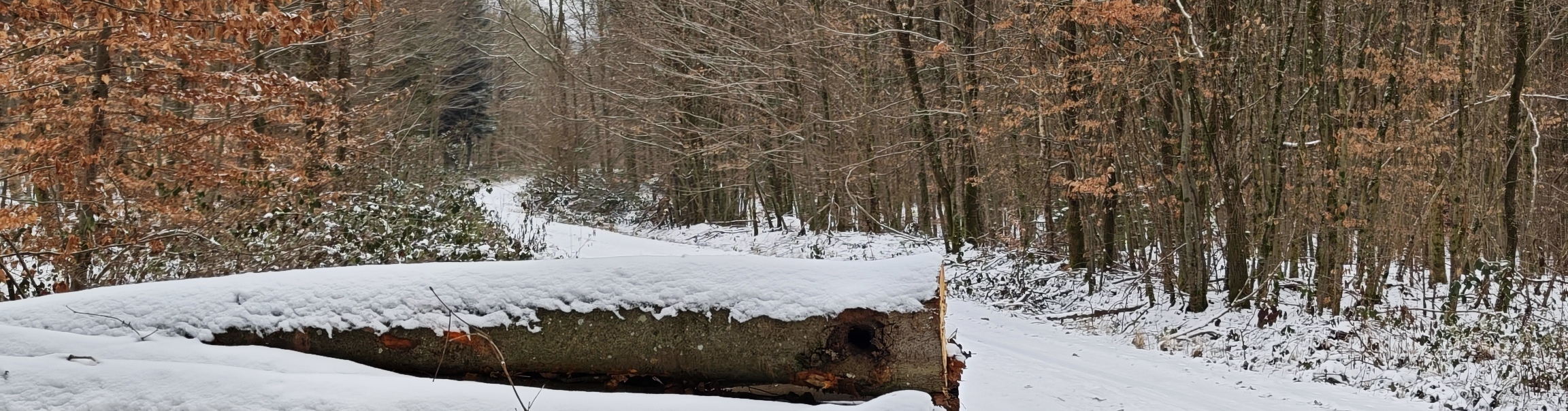 Woche 1 meiner Mikroabenteuer-Challenge | Von Nebel bis Schneesturm
