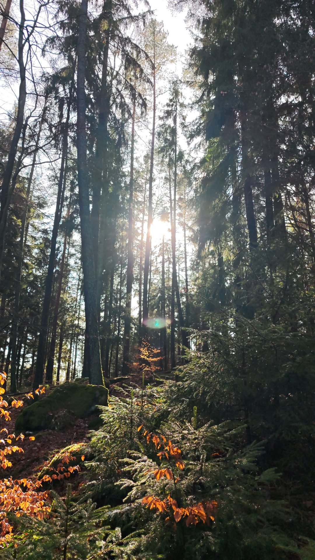 Eindrücke der Roundtour durch das Sulzkar im Schwarzwald.