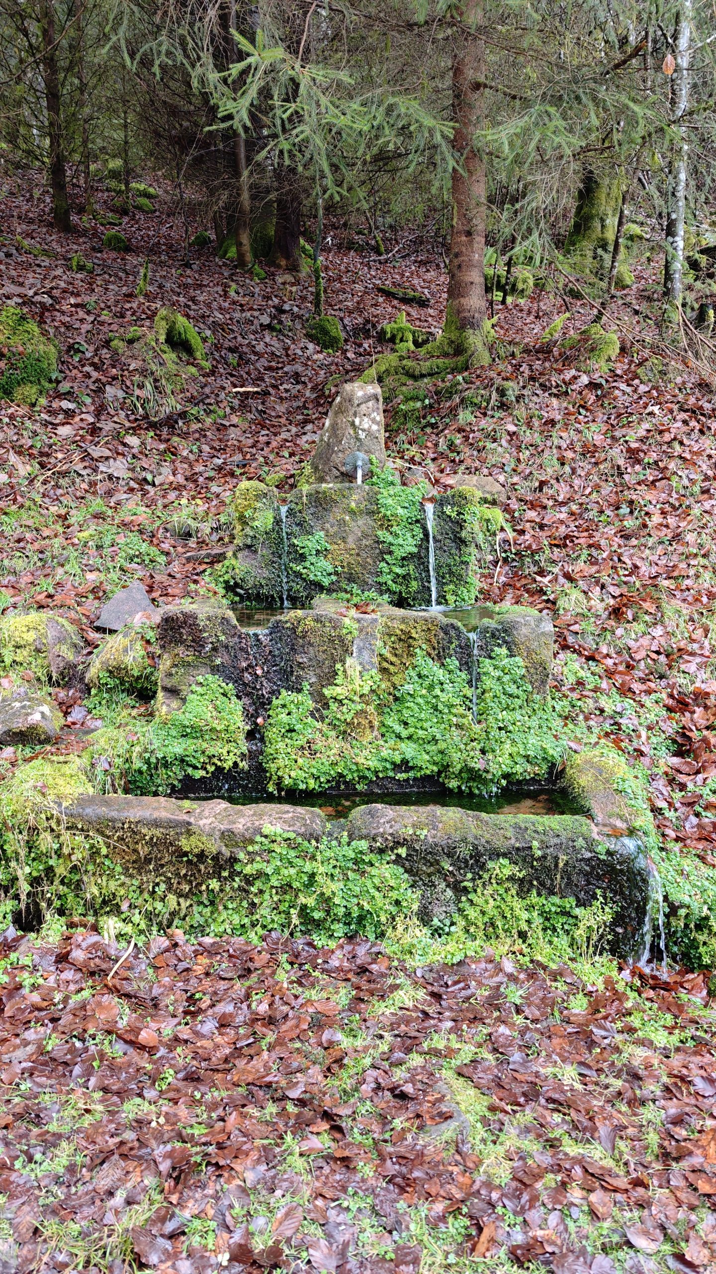 Eindrücke der Roundtour durch das Sulzkar im Schwarzwald.