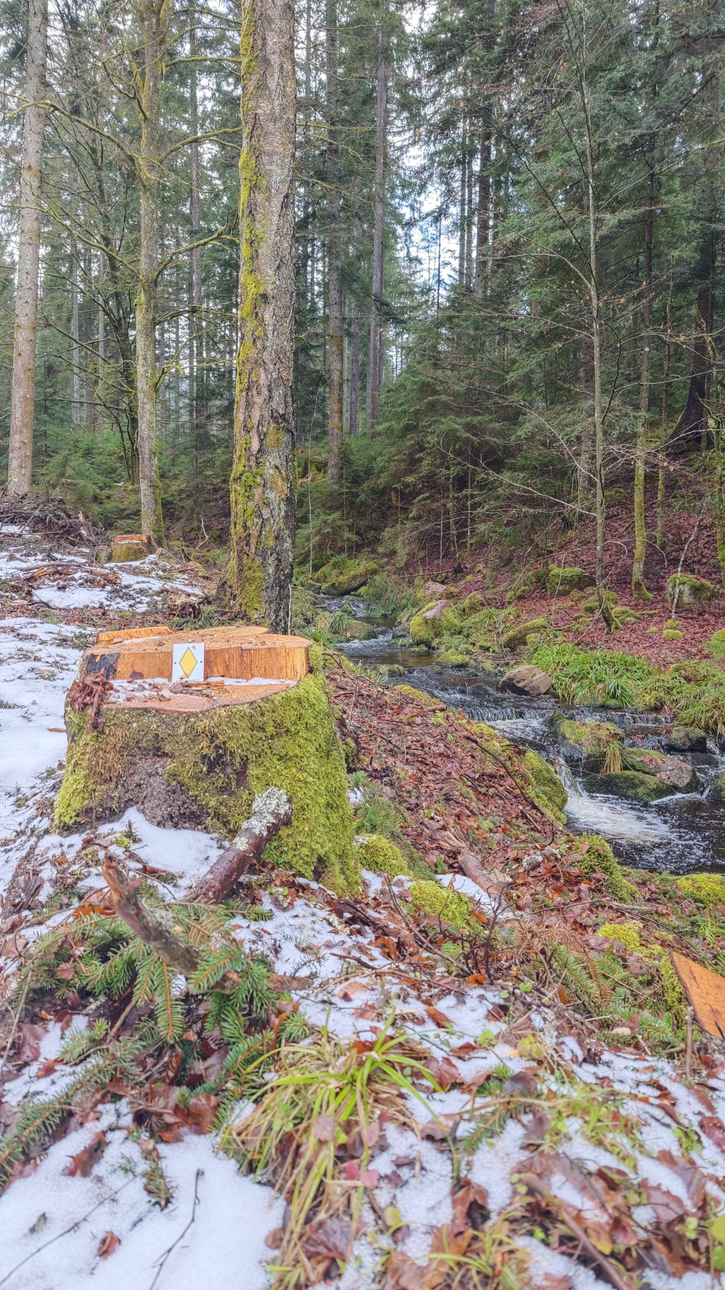 Eindrücke der Roundtour durch das Sulzkar im Schwarzwald.