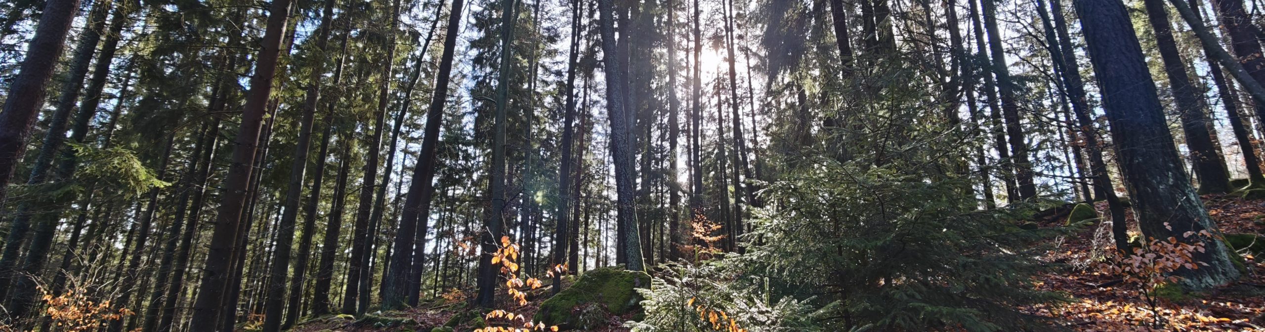 Tageswanderung im Schwarzwald: Rundtour durch das Sulzkar