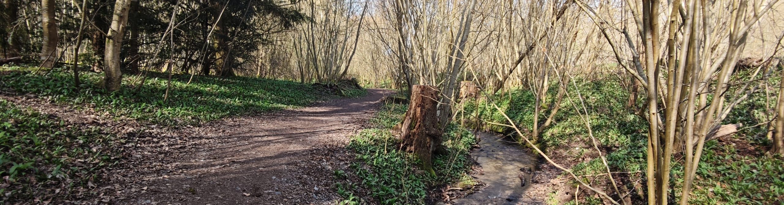 Bärlauch sammeln in Heilbronn: Trailrun im Köpfertal