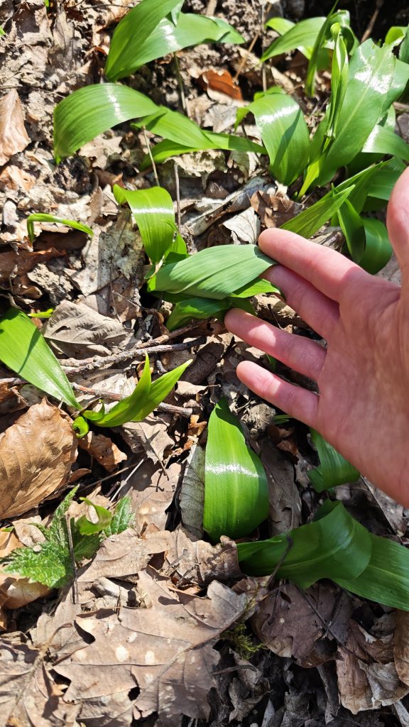 Bärlauch und eine Hand.