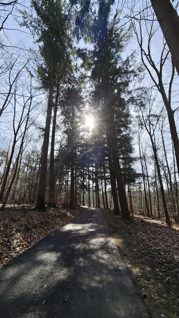 Eine asphaltierte Straße im Wald.