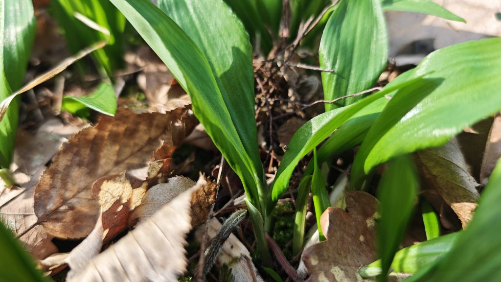 Bärlauch auf Waldboden.