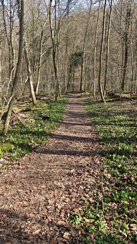 Ein Pfad, gesäumt von Bärlauch.